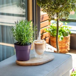 Weinglas Serien Geschäft -Weinglas Serien Geschäft 30c7bf5a6d8a52343e55f7bafd387c58